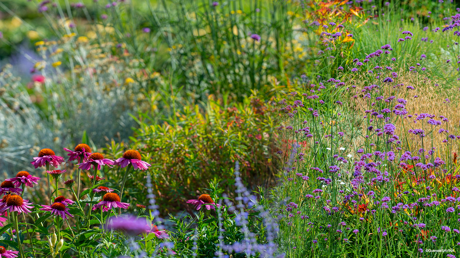 Composer avec la strate herbacée : plantes vivaces, graminées et couvre-sols